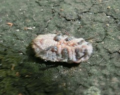 Drosicha