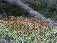 Amblystegium serpens