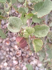 Jatropha canescens