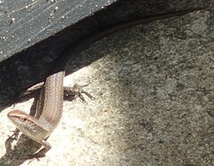 Lampropholis delicata