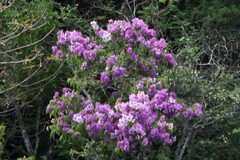 Lagerstroemia