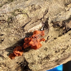 Phaeotremella foliacea