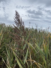 Phragmites australis