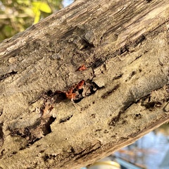 Phaeotremella foliacea