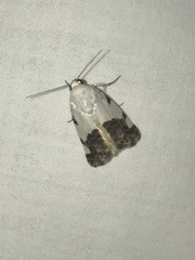 Tarache tetragona