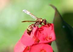 Polistes badius