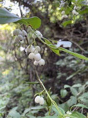Chiococca alba