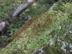 Amblystegium serpens