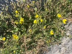 Potentilla gracilis