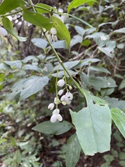 Chiococca alba