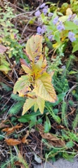 Filipendula rubra