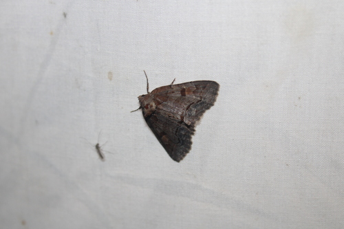 Washed-out Zale Moth photo 5