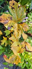 Filipendula rubra