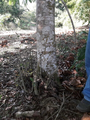 Bravaisia integerrima