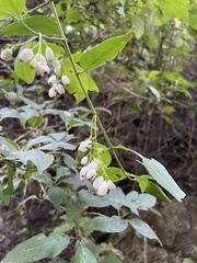 Chiococca alba