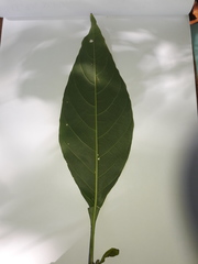 Bravaisia integerrima