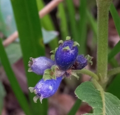 Coccocypselum lanceolatum