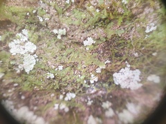 Calypogeia
