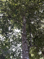 Bravaisia integerrima