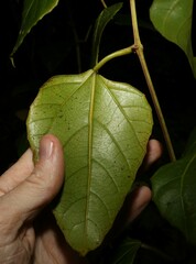 Cissus vinosa