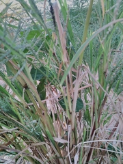 Eleusininae