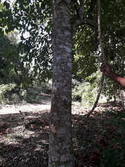 Bravaisia integerrima