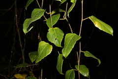 Cissus vinosa