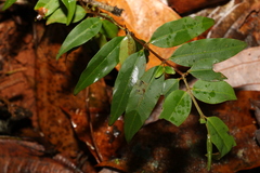 Pilidiostigma tropicum