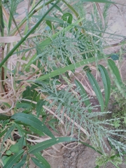 Eleusininae