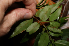 Pilidiostigma tropicum