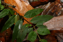 Pilidiostigma tropicum