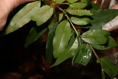 Pilidiostigma tropicum