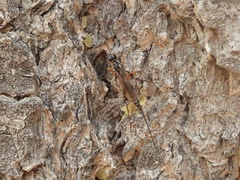 Poemeniinae