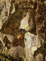 Calypogeia