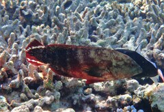 Cephalopholis urodeta