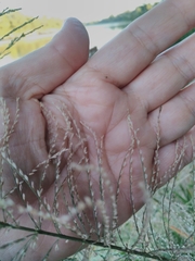 Eleusininae