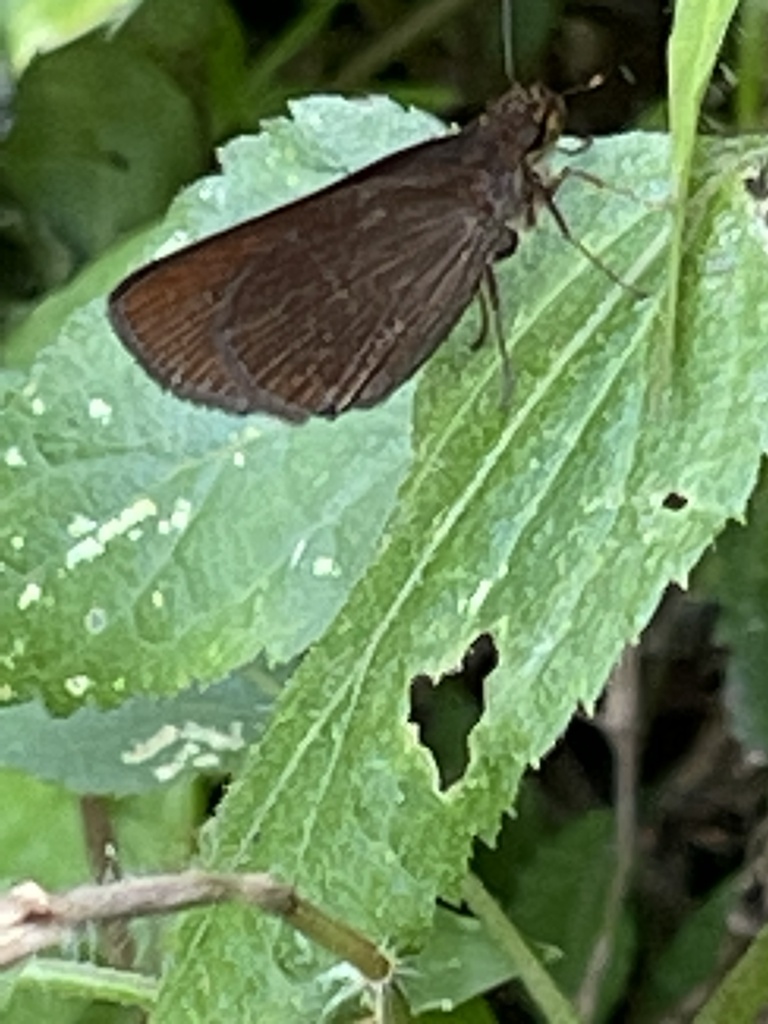 Eutocus vetulus