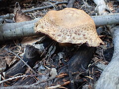 Suillus lakei