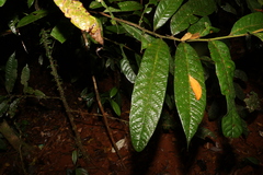 Cryptocarya mackinnoniana