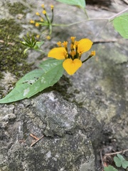 Sclerocarpus papposus