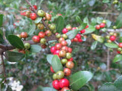 Ilex vomitoria