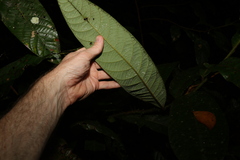 Cryptocarya mackinnoniana