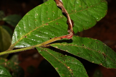 Cryptocarya mackinnoniana