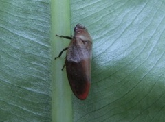 Eoscarta