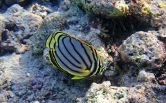Chaetodon meyeri