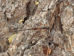 Poemeniinae