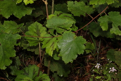 Rubus alceifolius
