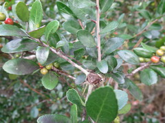 Ilex vomitoria