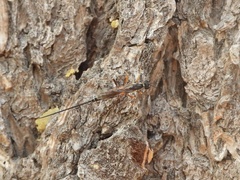 Poemeniinae