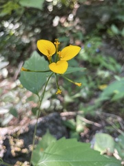 Sclerocarpus papposus